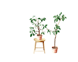 Hand drawn watercolor illustration of houseplants in a clay pots and a wooden backless stool. Cosy home decor items. Interior huge scandinavian style. Isolated objects on white background.