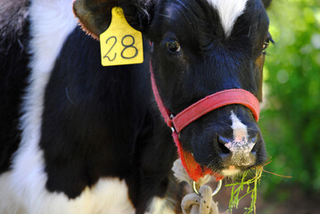 Retrato vaca de frente, comiendo pasto de día.