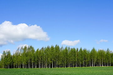 Naklejka premium landscape with a birch grove and green cereal fields in the foreground