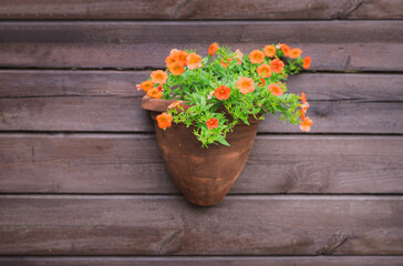Flower pot on a brown wooden wall.