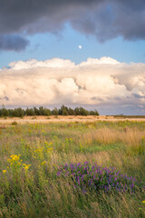 Meadow with tall grass and wildflowers. Large cumulus clouds loom in the distance.