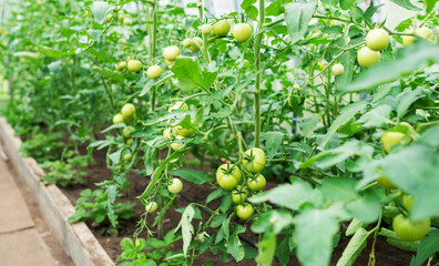 Young tomato plants in the greenhouse.