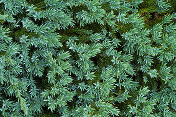 Juniperus squamata, flaky juniper or Himalayan juniper. Coniferous evergreen shrub ( rarely a small tree).