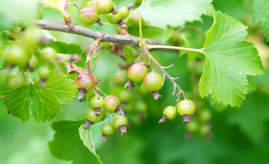 Young unripe green currant on a bush.