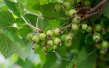 Young unripe green currant on a bush.