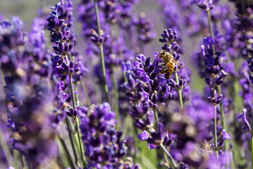 Macro close up of bee collecting pollen from purple lavender flowers from lavender flowers with blurry background.