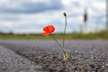 Fototapeta premium single poppy growing from a crack in the asphalt of a road, Papaver rhoeas