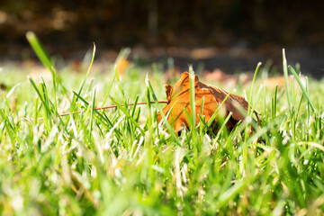 Nature. Leaf on the grass with beautiful bokeh.