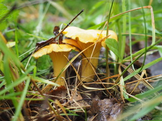 chanterelle mushrooms in the forest. silent hunting. poster. 4K