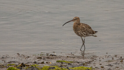 Long-billed Curlew
