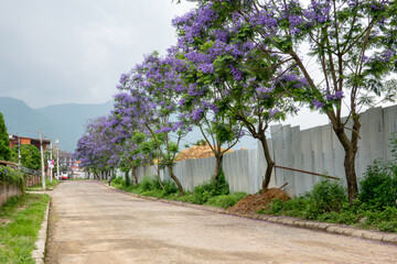 Blooming Jacaranda Trees Along the Street