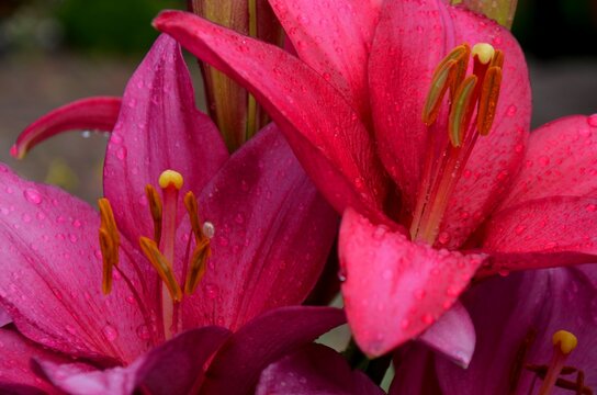 close up of two pink lily flower  with raindrops. lilies grow on a flower bed