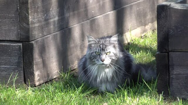 Big gray and white Maine Coon cat. With tassels on the ears and a large mustach