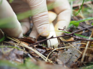 a woman gathers mushrooms boletus gloves.