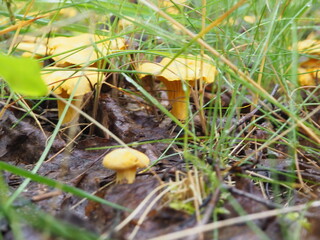 chanterelle mushrooms in the forest. silent hunting. poster. 4K