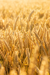 Magnifique champ de blé mûr