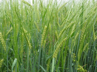 green ears of rye are wet from the rain. farm field.