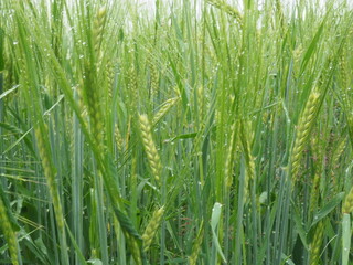 green ears of rye are wet from the rain. farm field.