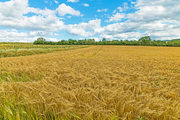 corn field in summer near Erfurt