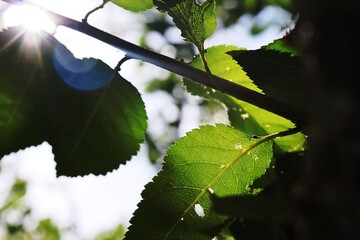 Sun Through Leaves