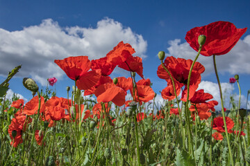 mohn