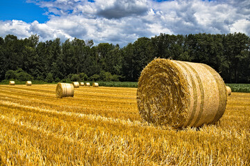 Hay rolls on the field on a clear day