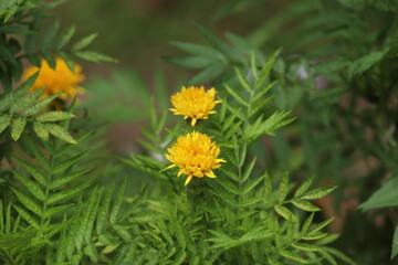Yellow flower on green background