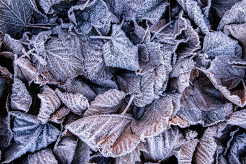 Frozen leaves in the grass outdoors in winter. Beautiful textured orange and brown leaves in frost closeup macro.