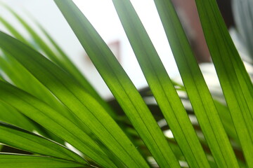 Lush Green Areca Palm leaves wallpaper.