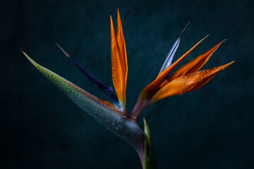 Closeup of one bird of paradise flower with dew drops and a moonlight effect against a dark background