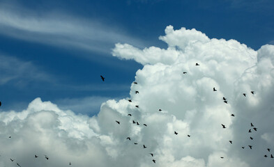Clouds on a rainy day with flock of birds.