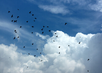 Clouds on a rainy day with flock of birds.