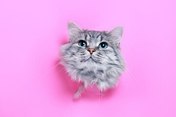 Funny gray tabby cute kitten with beautiful big eyes on bright trendy pink background. Lovely fluffy cat climbs out of hole in colored background. Free space for text.