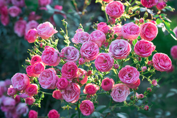 Beautiful pink Pomponella roses in sunlit. Pink Rose bush blossoming in the garden.