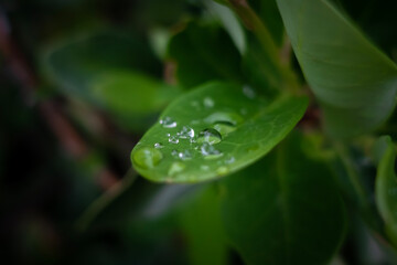 Reflective water droplets on a round green leaf after a rain in Torres del Paine National Park, Patagonia, Chile