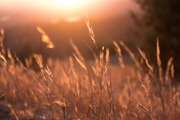 Dry blades of grass are seen in a dreamy photo taken at sunset on Potato Mountain in Claremont Wilderness Park near Los Angeles, California