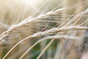 Ladybug sitting on a spikelet of wheat insect macro photography