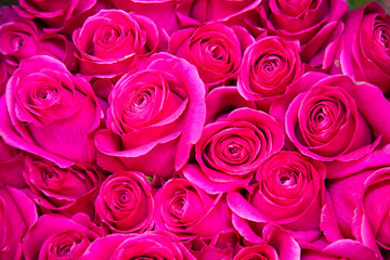 Background of rose flowers in pink, structures, designs. Floriculture, agriculture.