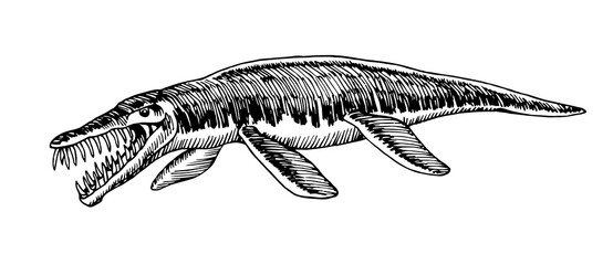 Fototapeta premium prehistoric reptile of the Jurassic period, giant plesiosaur with fins, sea raptor, vector illustration with black ink lines isolated on a white background in a hand drawn style