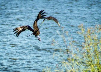 Fototapeta na wymiar two vultures flying over Lake Conroe