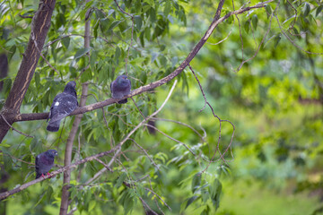 Three gray doves sit on a branch of green deciduous tree