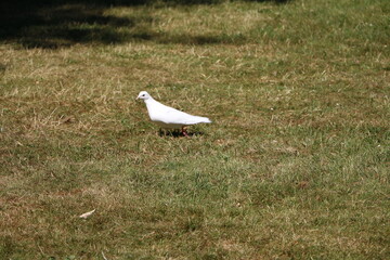 White dove in Gothenburg, Sweden