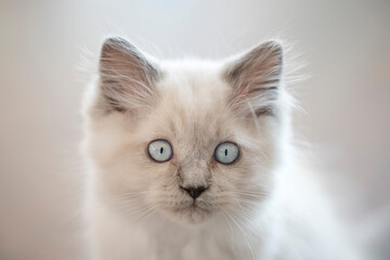 Closeup of cute Ragdoll kitten white blue eyes looking into camera