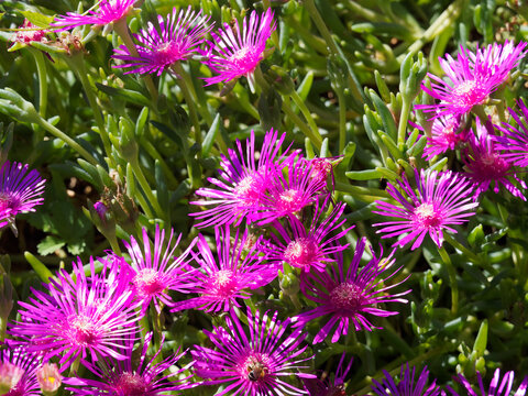 Delosperma cooperi | D&eacute;losperme rose ou pourpier de cooper