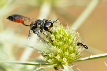 Macro Red-banded sand wasp (Ammophila) seen from front on thistle Eryngium genus