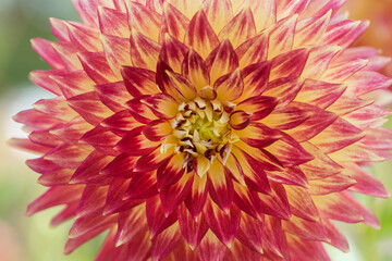 Obraz premium Yellow and red Dahlia flower macro. Dahlia flower petals.