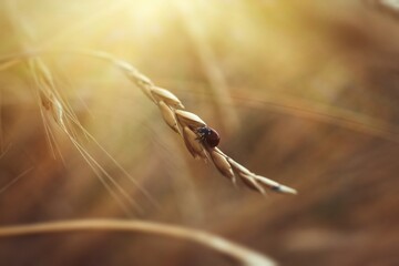 Ladybug sitting on a spikelet of wheat insect macro photography