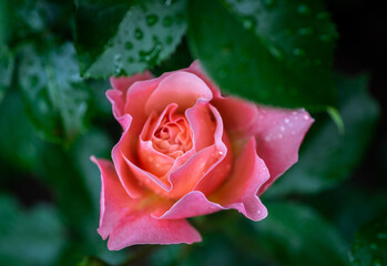 Beautiful roses on a green blurred background