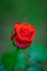 Beautiful roses on a green blurred background