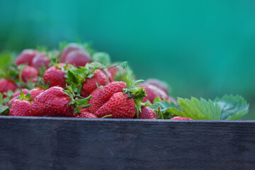 Locally grown and sustainably harvested red strawberries